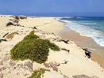 Praia de Curral Velho Beach Side Hotels Cape Verde