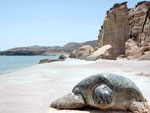 Ras al Hadd Beach Oman