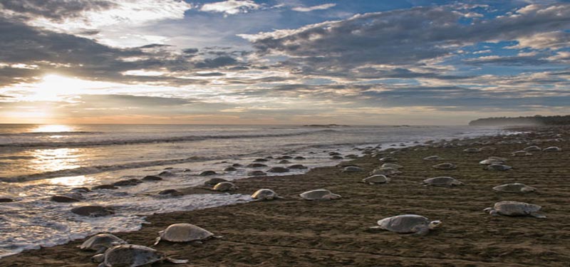 Gahirmatha Beach in Orissa