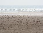 Talsari Beach Orissa