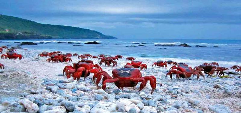 Talsari Beach in Orissa